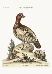 Das weiße Rebhuhn, 1749-73